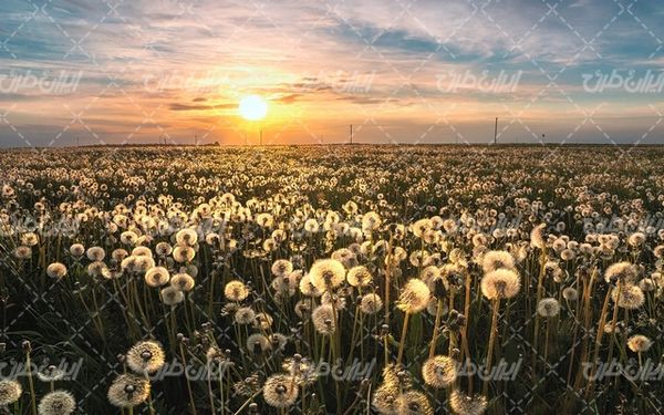 تصویر با کیفیت منظره زیبای غروب آفتاب همراه با گل قاصدک