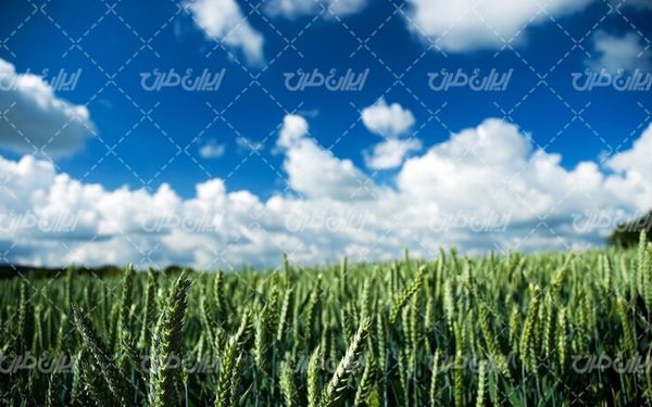 تصویر با کیفیت منظره آسمان آبی همراه با مزرعه گندم