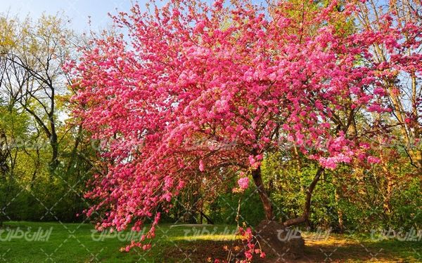 تصویر با کیفیت منظره فصل بهار همراه با شکوفه درخت