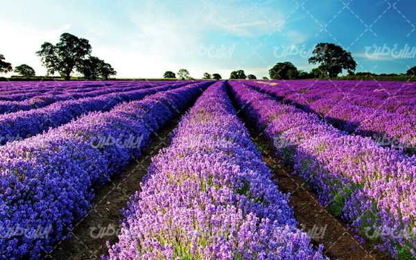 تصویر با کیفیت منظره مزرعه همراه با کشاورزی و آسمان آبی