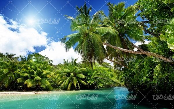 تصویر با کیفیت منظره دریاچه همراه با درخت و جنگل
