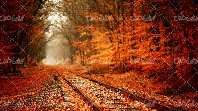 تصویر با کیفیت راه آهن همراه با درختان پاییزی و برگ های پاییزی