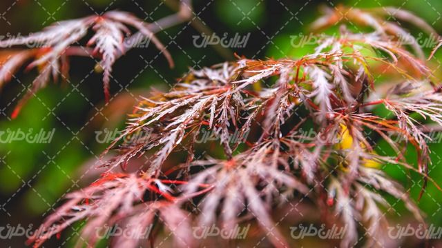 تصویر با کیفیت برگ همراه با شاخه درخت و طبیعت