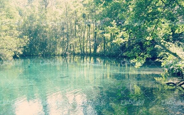تصویر با کیفیت دریاچه زیبا به همراه جنگل انبوه و درختان سبز