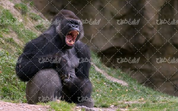 تصویر با کیفیت گوریل به همراه حیوان و حیات وحش