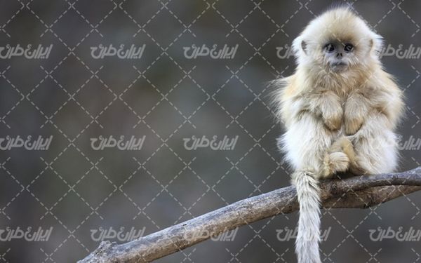 تصویر با کیفیت میمون به همراه حیوان و حیات وحش