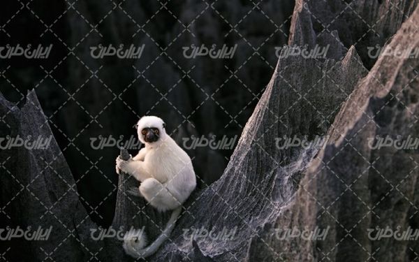 تصویر با کیفیت میمون به همراه حیوان و حیات وحش