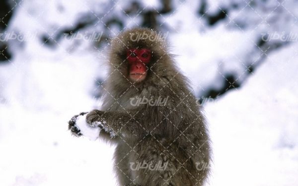 تصویر با کیفیت میمون به همراه حیوان و حیات وحش