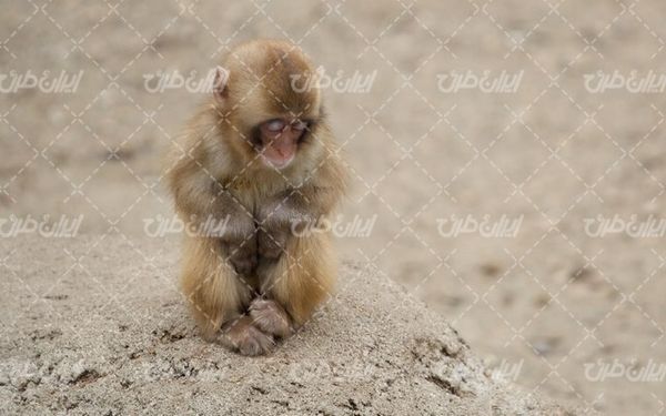 تصویر با کیفیت میمون به همراه حیوان و حیات وحش