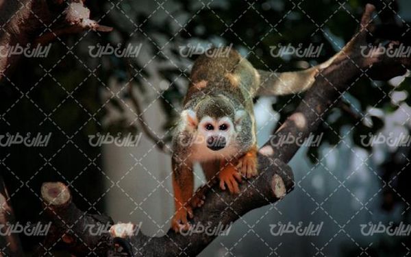 تصویر با کیفیت میمون به همراه حیوانات و حیات وحش