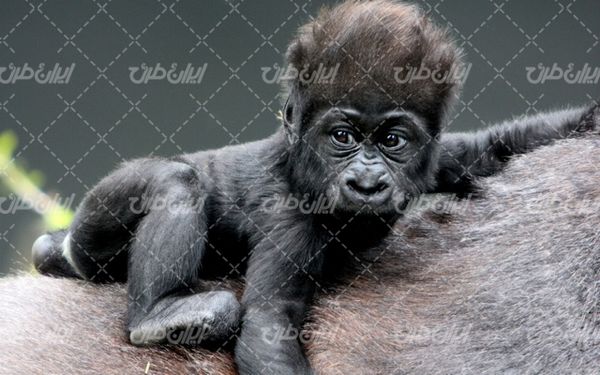تصویر با کیفیت میمون به همراه حیوانات و حیات وحش