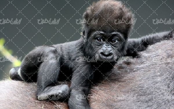 تصویر با کیفیت میمون به همراه حیوانات  و حیات وحش
