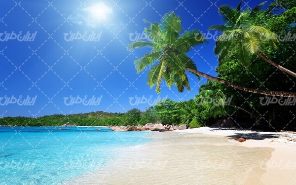 تصویر با کیفیت جزیره زیبا به همراه درخت و ساحل دریا