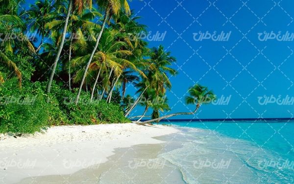 تصویر با کیفیت ساحل زیبای جزیره زیبا به همراه درخت و ساحل دریا