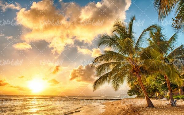 تصویر با کیفیت ساحل زیبای غروب آفتاب به همراه درخت و ساحل دریا