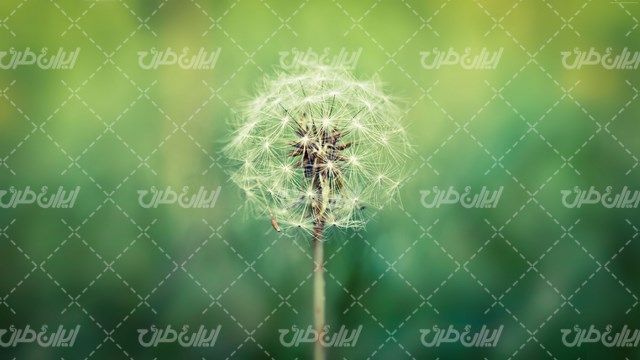 تصویر با کیفیت گل زیبایی قاصدک به همراه طبیعت