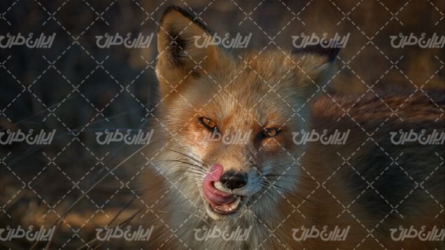 تصویر با کیفیت روباه به همراه حیوان و حیوانات باغ وحش