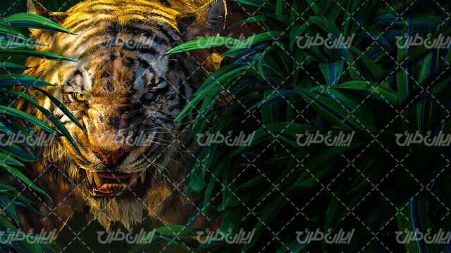 تصویر با کیفیت حیوان وحشی به همراه ببر و باغ وحش