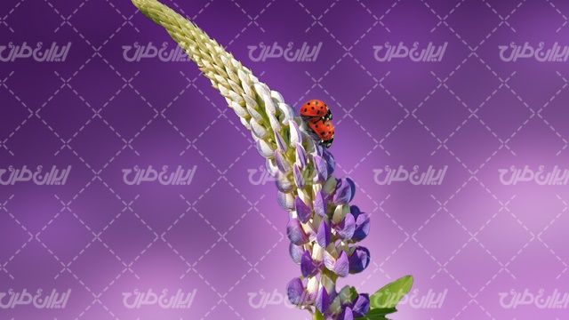 تصویر با کیفیت گیاه وحشی به همراه کفشدوزک و حشره کوچک