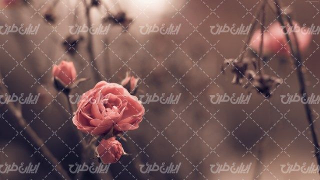 تصویر با کیفیت منظره گل های زیبای بهاری به همراه شکوفه