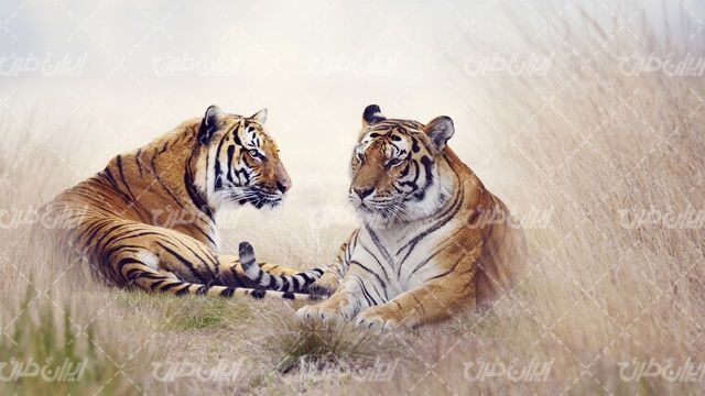 تصویر با کیفیت حیوان وحشی به همراه ببر و حیات وحش