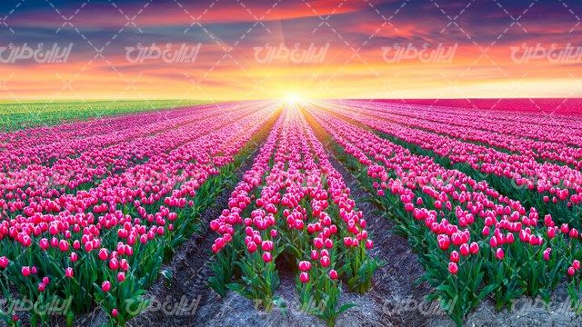 تصویر با کیفیت مزرعه گل به همراه منظره زیبای غروب آفتاب