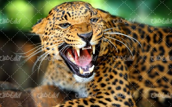 تصویر با کیفیت یوزپلنگ به همراه حیوان وحشی و حیات وحش