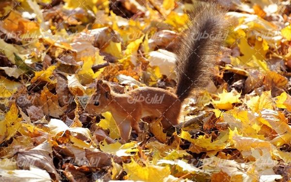 تصویر با کیفیت فصل زیبای پاییز به همراه سنجاب و برگ های پاییزی