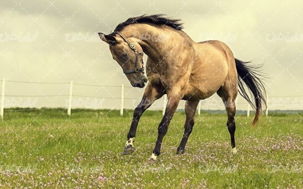 تصویر با کیفیت اسب زیبا به طبیعت و حیوان و باشگاه سوارکاری