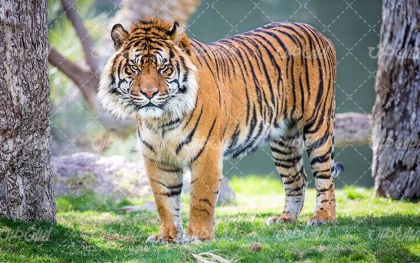 تصویر با کیفیت ببر زیبا به همراه حیات وحش و حیوان وحشی