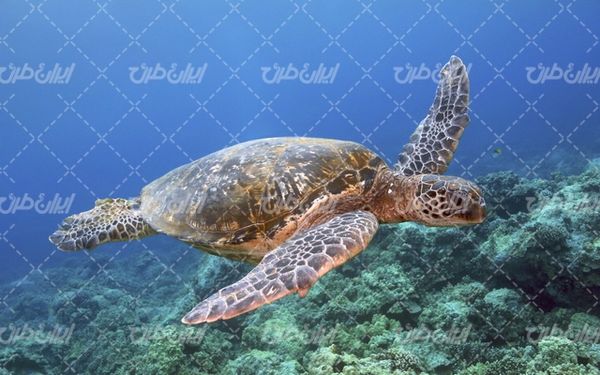 تصویر با کیفیت لاکپشت زیبا به همراه منظره کف دریا و آکواریوم