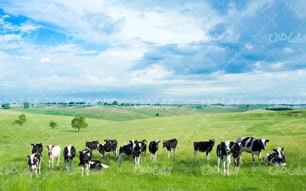 تصویر با کیفیت گاو به همراه مزرعه گاوداری و مزرعه کشاورزی