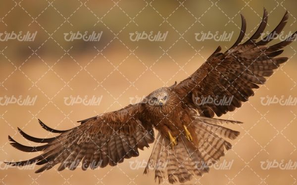 تصویر با کیفیت عقاب زیبا به همراه حیات وحش و پرنده شکاری