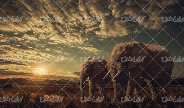 تصویر با کیفیت فیل به همراه طبیعت و حیات وحش