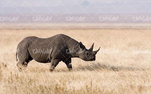 تصویر با کیفیت کروکودیل به همراه حیات وحش و چشم انداز