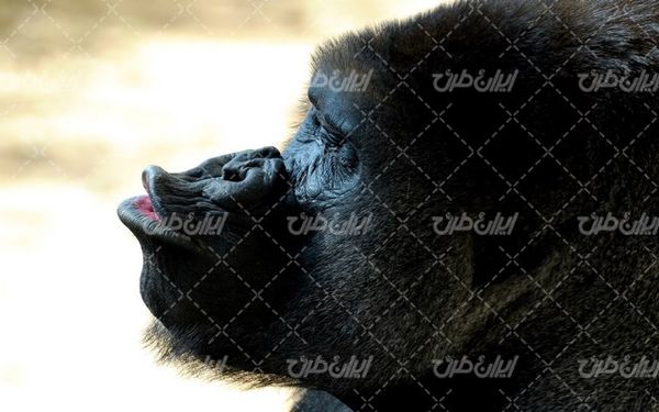 تصویر با کیفیت گوریل سیاه به همراه حیوان  و میمون سیاه رنگ
