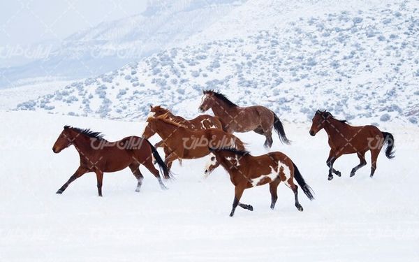 تصویر با کیفیت اسب های وحشی به همراه فصل زمستان و برف