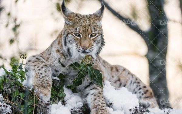 تصویر با کیفیت حیوان وحشی به همراه حیات وحش و منظره زیبای برف