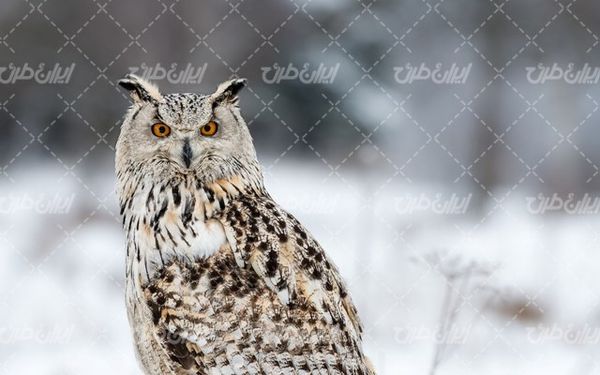 تصویر با کیفیت پرنده زیبا به همراه جغد و منظره زیبای زمستان