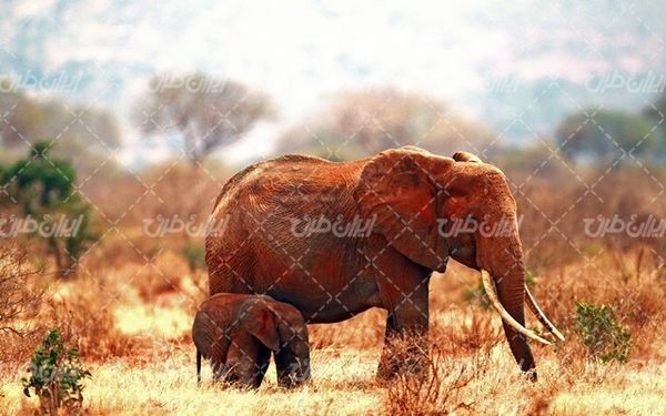 تصویر با کیفیت فیل غول پیکر به همراه حیات وحش و بچه فیل