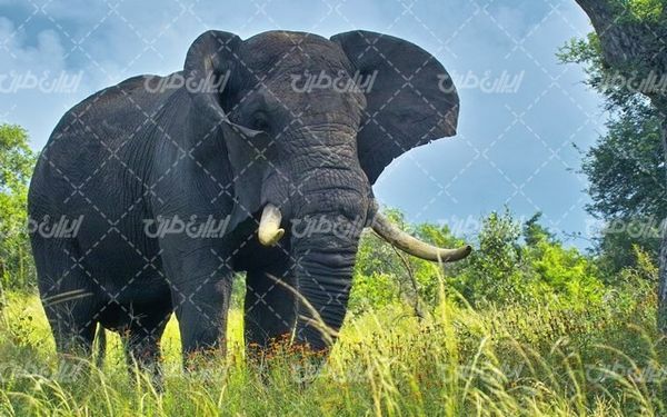 تصویر با کیفیت فیل غول پیکر به همراه حیات وحش و منظره بیابان