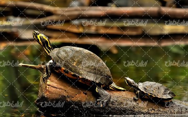تصویر با کیفیت لاکپشت به همراه چشم انداز زیبای دریاچه و کنده درخت