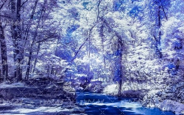 تصویر با کیفیت جنگل به همراه رودخانه و چشم انداز زمستان