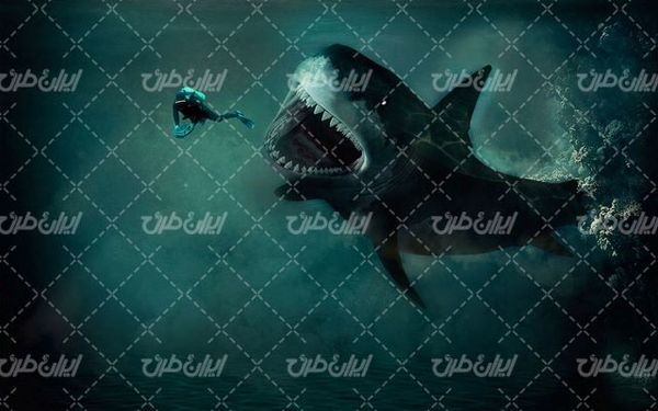 تصویر با کیفیت قواص به همراه کوسه ماهی غول پیکر و دریا