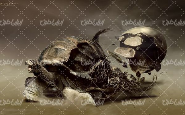 تصویر با کیفیت لاکپشت به همراه بک گراند و پس زمینه