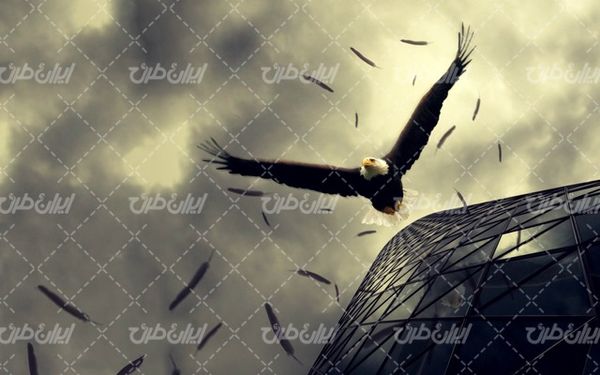 تصویر با کیفیت پرنده شکاری به همراه ساختمان آسمان خراش و عقاب