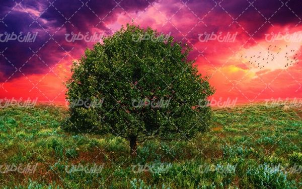 تصویر با کیفیت تک درخت سبز به همراه منظره زیبای غروب آفتاب و پرنده