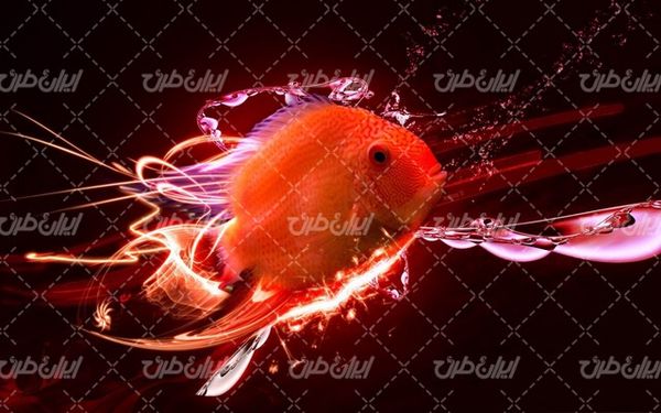 تصویر با کیفیت ماهی قرمز به همراه ماهی عید و عید نوروز
