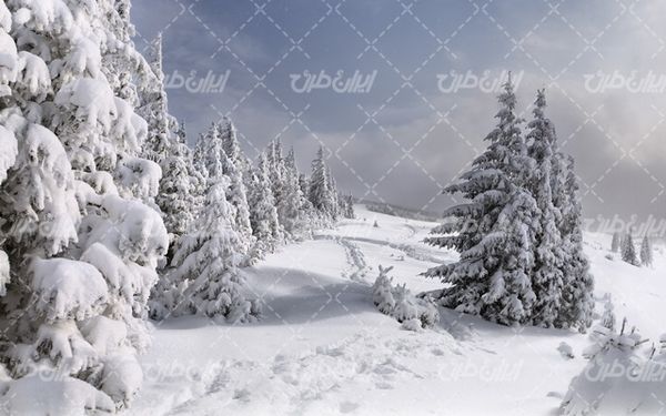 تصویر با کیفیت طبیعت فصل زمستان به همراه برف و طبیعت