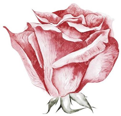 flower bud